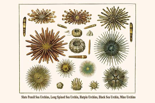 Buyenlarge Slate Pencil Sea Urchins Long Spined Sea Urchin by